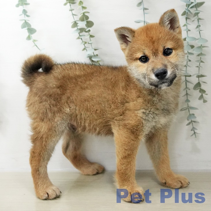 神奈川県の柴犬(標準サイズ) (ペットプラス 海老名店/2025年10月30日生まれ/男の子/赤)の子犬の2枚目の画像