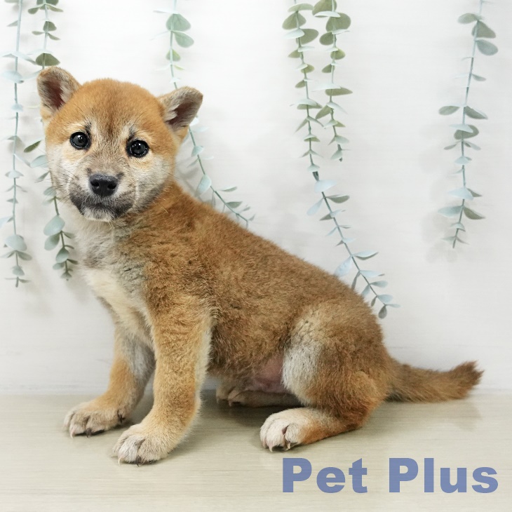 千葉県の柴犬(標準サイズ) (ペットプラス 成田店/2025年10月30日生まれ/男の子/赤)の子犬
