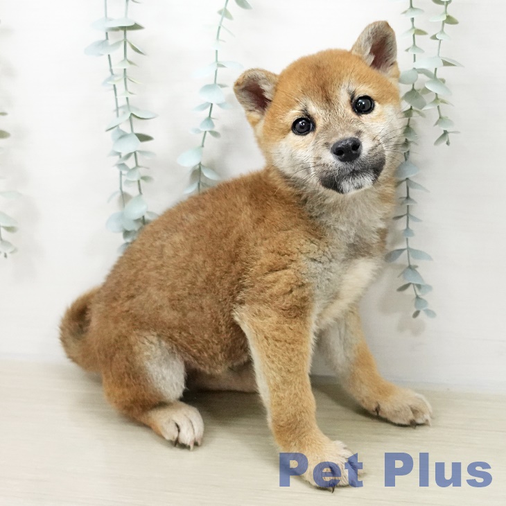 千葉県の柴犬(標準サイズ) (ペットプラス 成田店/2025年10月30日生まれ/男の子/赤)の子犬の2枚目の画像