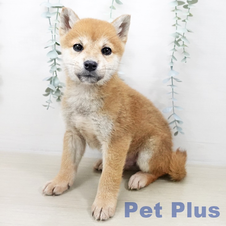 千葉県の柴犬(標準サイズ) (ペッツワン 千葉ニュータウン店/2025年10月30日生まれ/男の子/赤)の子犬の1枚目の画像