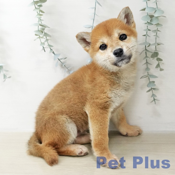 千葉県の柴犬(標準サイズ) (ペッツワン 千葉ニュータウン店/2025年10月30日生まれ/男の子/赤)の子犬の2枚目の画像