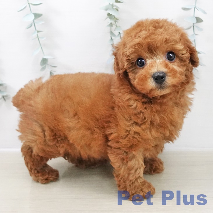 神奈川県のトイプードル(トイ) (ペットプラス 海老名店/2025年10月28日生まれ/男の子/レッド)の子犬の1枚目の画像