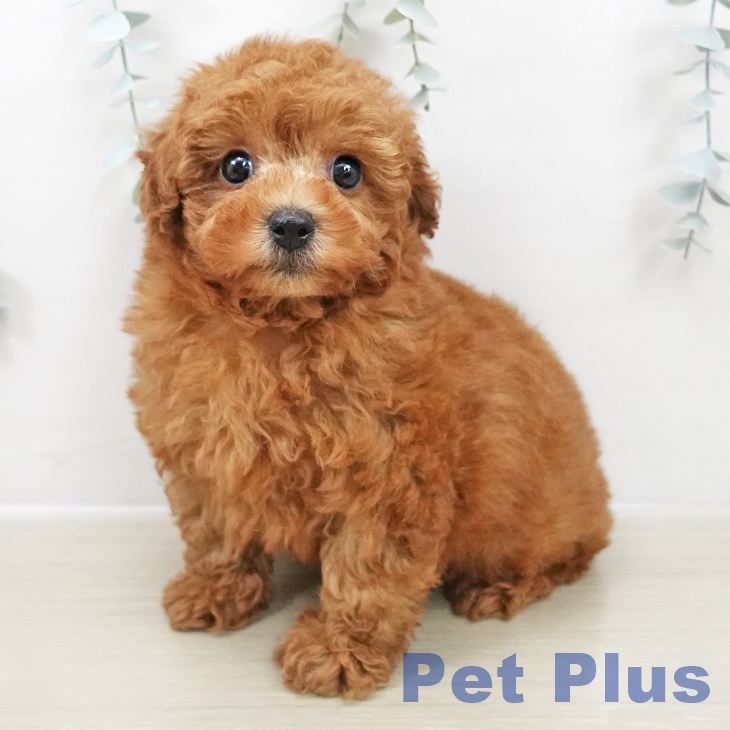 神奈川県のトイプードル(トイ) (ペットプラス 海老名店/2025年10月28日生まれ/男の子/レッド)の子犬の2枚目の画像