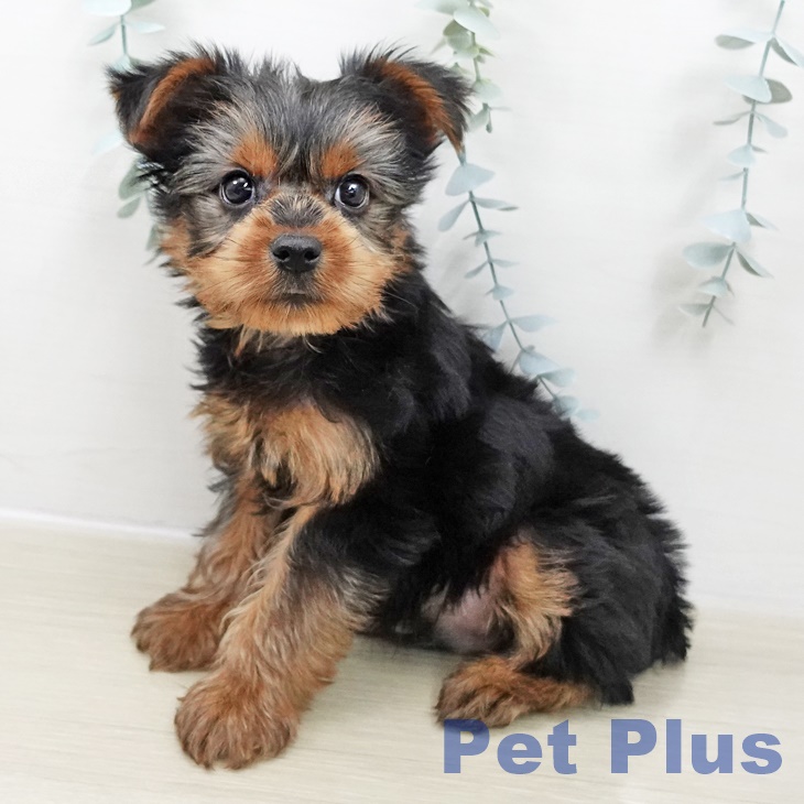 神奈川県のヨークシャーテリア (ペットプラス 天王町店/2025年10月26日生まれ/男の子/スチールブルータン)の子犬の1枚目の画像