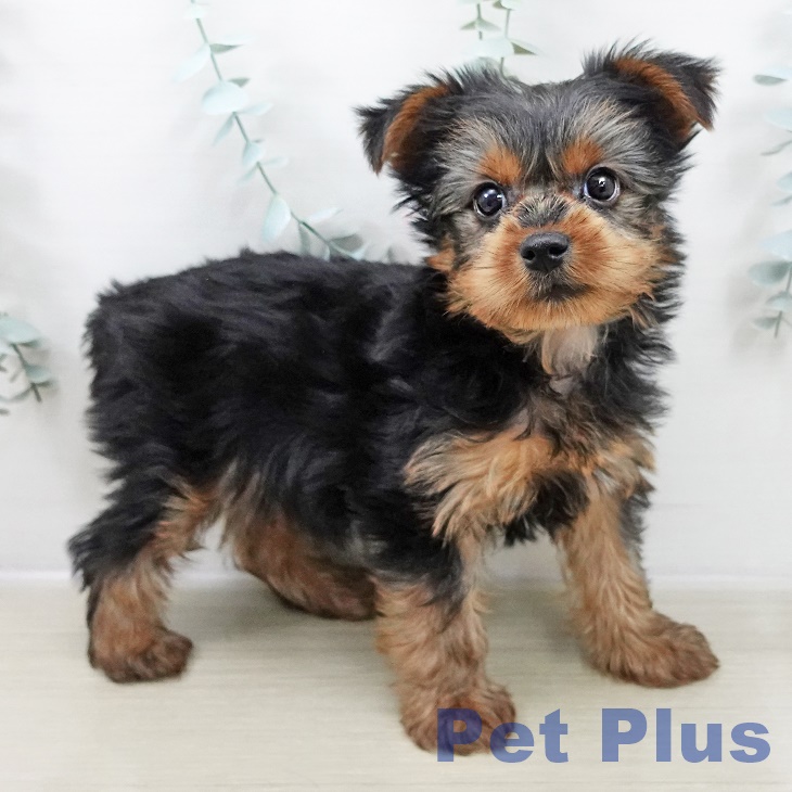 神奈川県のヨークシャーテリア (ペットプラス 天王町店/2025年10月26日生まれ/男の子/スチールブルータン)の子犬の2枚目の画像