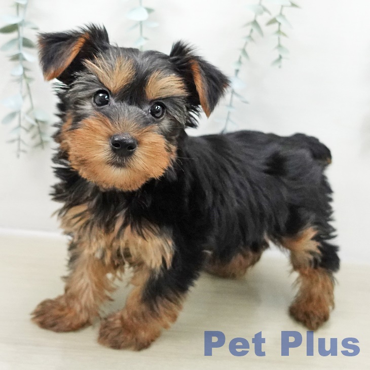 山形県のヨークシャーテリア (ペットプラス 天童店/2025年10月26日生まれ/男の子/スチールブルータン)の子犬の1枚目の画像