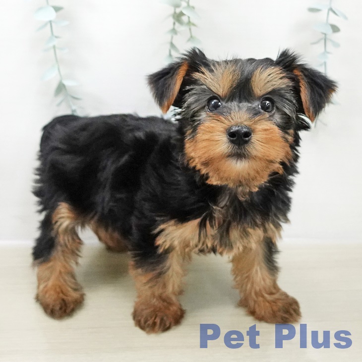 山形県のヨークシャーテリア (ペットプラス 天童店/2025年10月26日生まれ/男の子/スチールブルータン)の子犬の2枚目の画像
