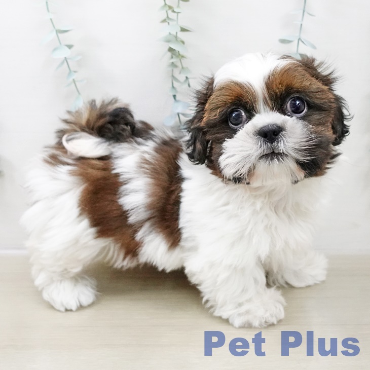 埼玉県のシーズー (ペッツワン 新座店/2025年10月15日生まれ/男の子/ホワイトゴールド)の子犬の1枚目の画像