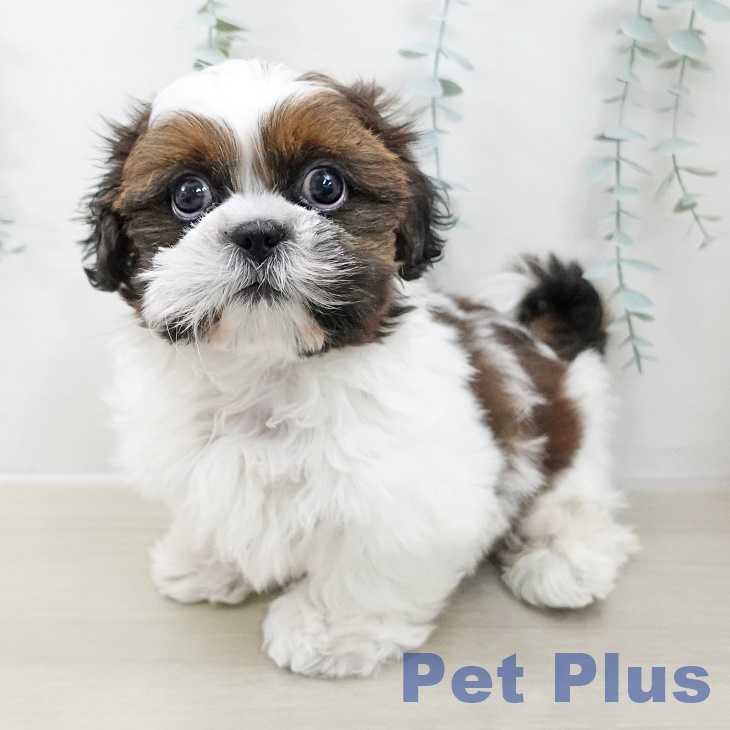 埼玉県のシーズー (ペッツワン 新座店/2025年10月15日生まれ/男の子/ホワイトゴールド)の子犬の2枚目の画像