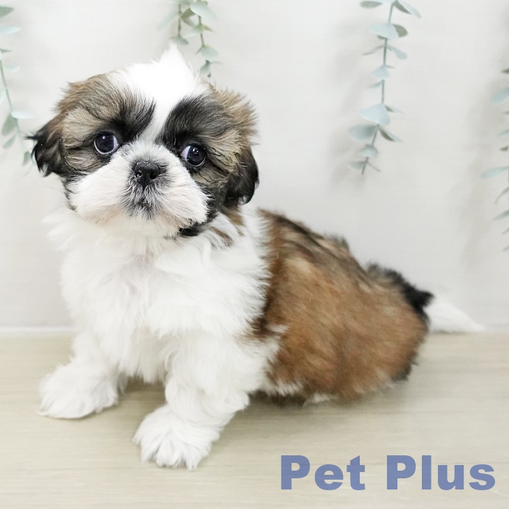 埼玉県のシーズー (ペットプラス 上尾店/2025年10月24日生まれ/男の子/ホワイトゴールド)の子犬の1枚目の画像