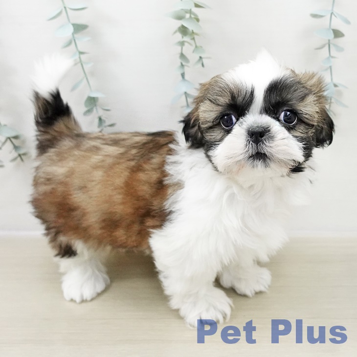 埼玉県のシーズー (ペットプラス 上尾店/2025年10月24日生まれ/男の子/ホワイトゴールド)の子犬の2枚目の画像