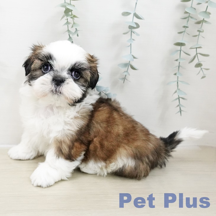 埼玉県のシーズー (ペットプラス イオンモール春日部店/2025年10月24日生まれ/男の子/ホワイトゴールド)の子犬の1枚目の画像