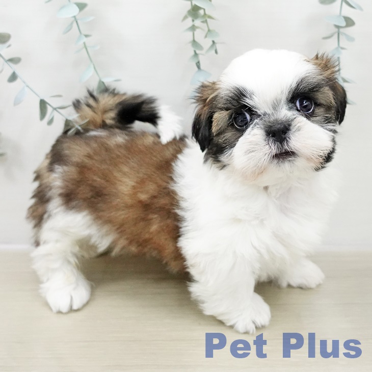 埼玉県のシーズー (ペットプラス イオンモール春日部店/2025年10月24日生まれ/男の子/ホワイトゴールド)の子犬の2枚目の画像