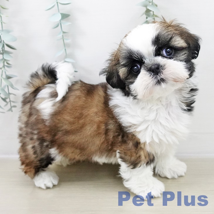 埼玉県のシーズー (ペットプラス ららぽーと新三郷店/2025年10月24日生まれ/男の子/ホワイトゴールド)の子犬の1枚目の画像