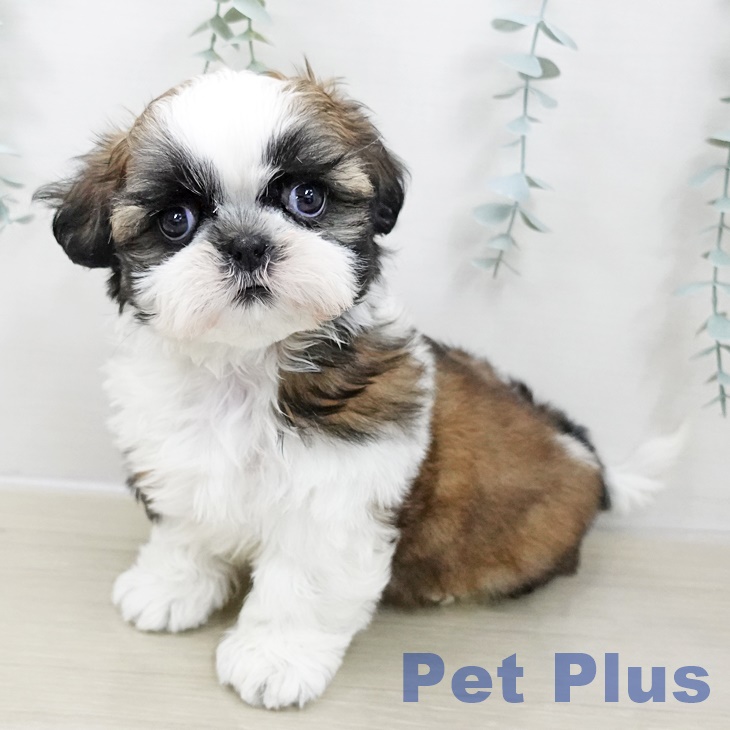 埼玉県のシーズー (ペットプラス ららぽーと新三郷店/2025年10月24日生まれ/男の子/ホワイトゴールド)の子犬の2枚目の画像