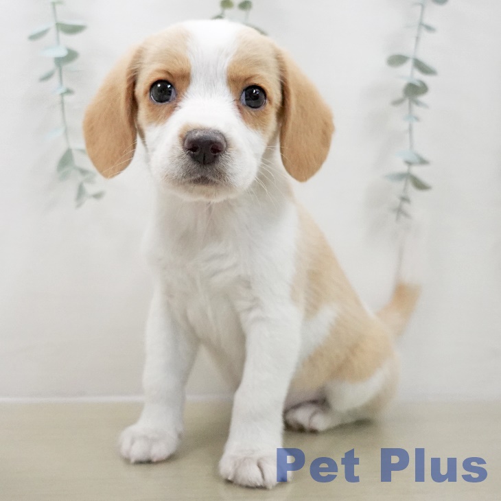 神奈川県のビーグル (ペットプラス 天王町店/2025年10月16日生まれ/女の子/レモンホワイト)の子犬の1枚目の画像