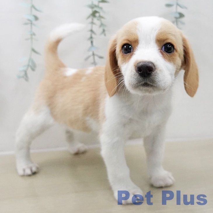 神奈川県のビーグル (ペットプラス 天王町店/2025年10月16日生まれ/女の子/レモンホワイト)の子犬の2枚目の画像