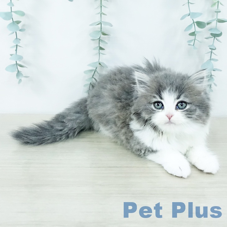 千葉県のスコティッシュフォールド (ペットプラス 船橋店/2025年10月30日生まれ/男の子/ブルータビーホワイト)の子猫の1枚目の画像