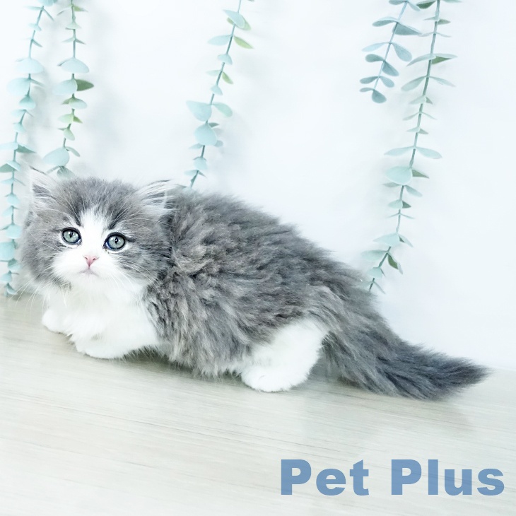 千葉県のスコティッシュフォールド (ペットプラス 船橋店/2025年10月30日生まれ/男の子/ブルータビーホワイト)の子猫の2枚目の画像