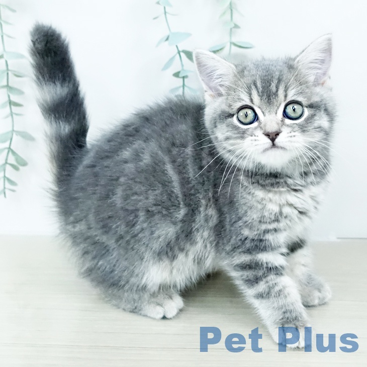 神奈川県のスコティッシュフォールド (ペットプラス 座間店/2025年10月30日生まれ/女の子/ブルータビー)の子猫