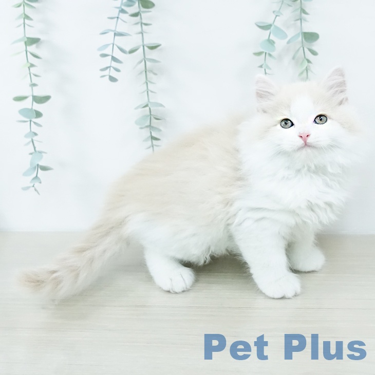 埼玉県のスコティッシュフォールド (ペットプラス ららぽーと富士見店/2025年10月23日生まれ/男の子/クリームタビーホワイト)の子猫の1枚目の画像