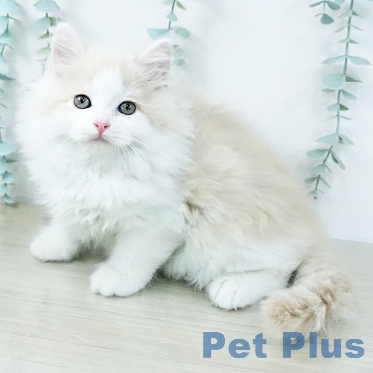 埼玉県のスコティッシュフォールド (ペットプラス ららぽーと富士見店/2025年10月23日生まれ/男の子/クリームタビーホワイト)の子猫の2枚目の画像