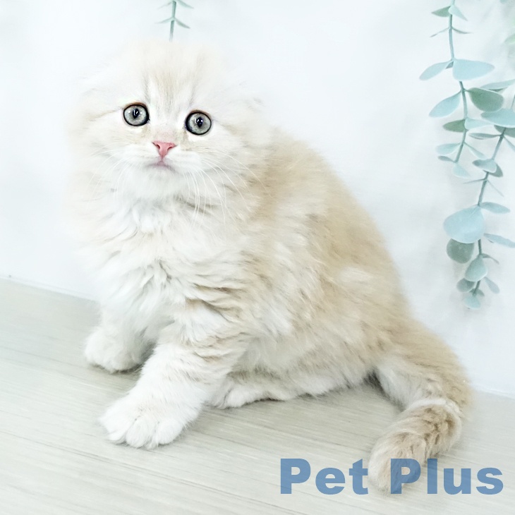 福島県のスコティッシュフォールド (ペットプラス 福島店/2025年10月23日生まれ/男の子/クリームタビーホワイト)の子猫の1枚目の画像