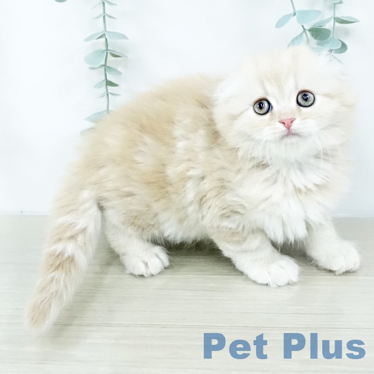 福島県のスコティッシュフォールド (ペットプラス 福島店/2025年10月23日生まれ/男の子/クリームタビーホワイト)の子猫の2枚目の画像