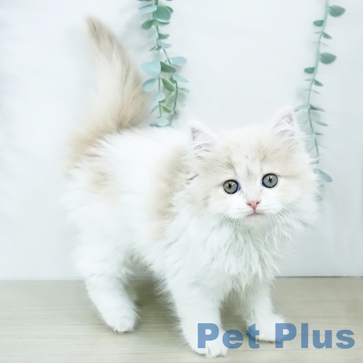 宮城県のスコティッシュフォールド (ペットプラス 仙台上杉店/2025年10月23日生まれ/女の子/クリームタビーホワイト)の子猫の1枚目の画像