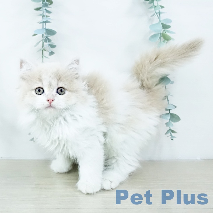 宮城県のスコティッシュフォールド (ペットプラス 仙台上杉店/2025年10月23日生まれ/女の子/クリームタビーホワイト)の子猫の2枚目の画像