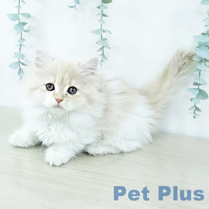 長野県のマンチカン (ペットプラス 松本店/2025年10月27日生まれ/女の子/クリームタビーホワイト)の子猫の1枚目の画像