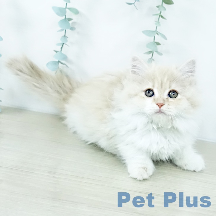 長野県のマンチカン (ペットプラス 松本店/2025年10月27日生まれ/女の子/クリームタビーホワイト)の子猫の2枚目の画像