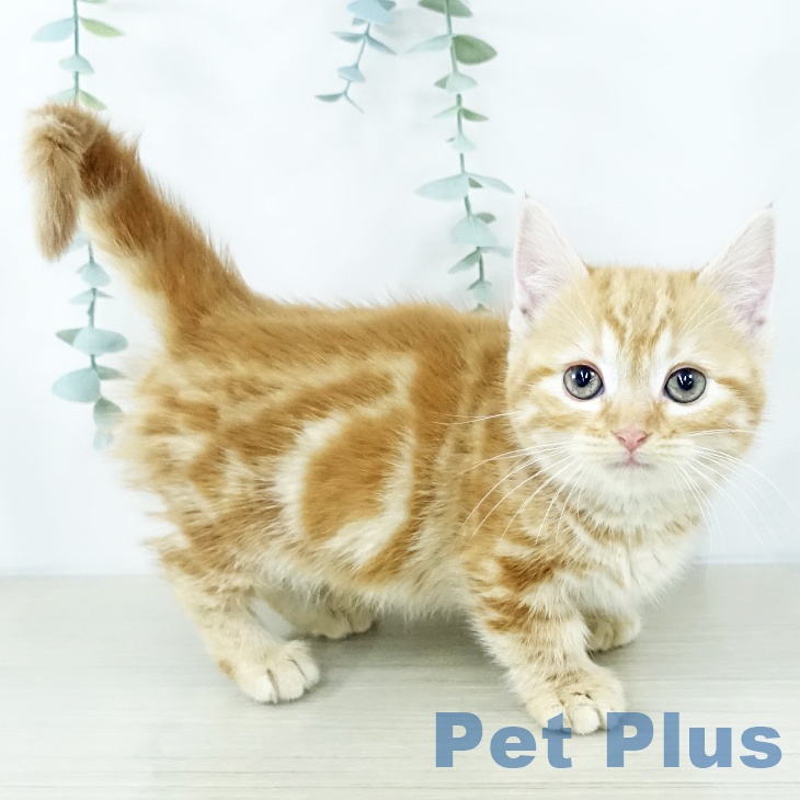 東京都のマンチカン (ペットプラス むさし村山店/2025年10月30日生まれ/女の子/レッドタビー)の子猫の2枚目の画像