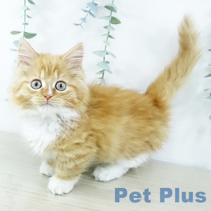 埼玉県のマンチカン (ペットプラス 羽生店/2025年10月29日生まれ/男の子/レッドタビーホワイト)の子猫の1枚目の画像