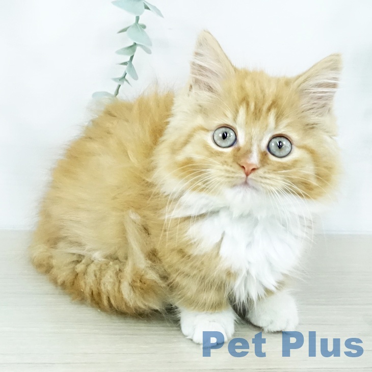 埼玉県のマンチカン (ペットプラス 羽生店/2025年10月29日生まれ/男の子/レッドタビーホワイト)の子猫の2枚目の画像