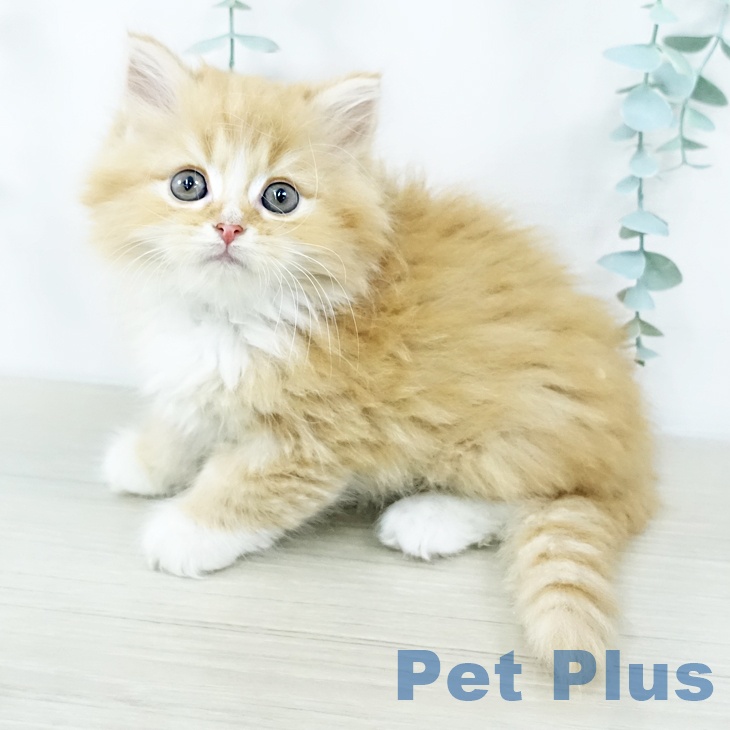 福島県のサイベリアン (ペットプラス 福島店/2025年10月29日生まれ/男の子/レッドタビーホワイト)の子猫の1枚目の画像