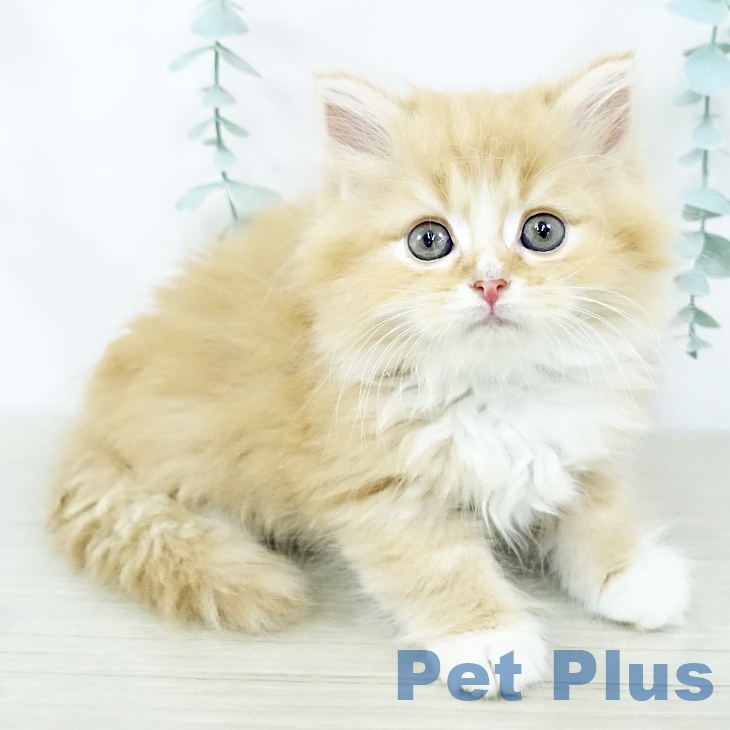 福島県のサイベリアン (ペットプラス 福島店/2025年10月29日生まれ/男の子/レッドタビーホワイト)の子猫の2枚目の画像