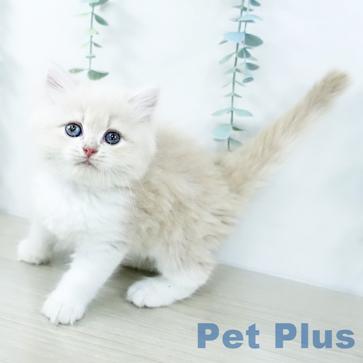 千葉県のサイベリアン (ペットプラス 幕張新都心店/2025年10月29日生まれ/女の子/クリームタビーホワイト)の子猫の1枚目の画像