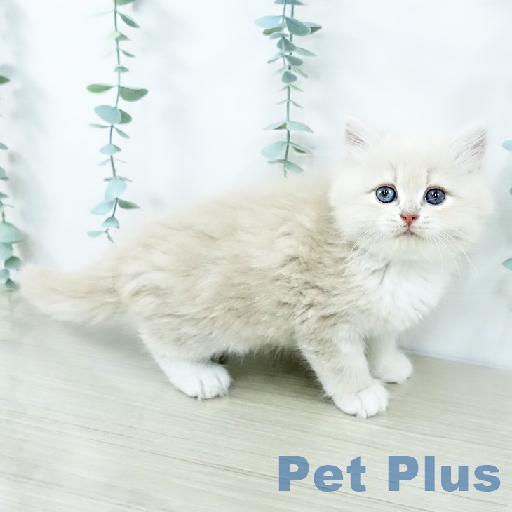 千葉県のサイベリアン (ペットプラス 幕張新都心店/2025年10月29日生まれ/女の子/クリームタビーホワイト)の子猫の2枚目の画像