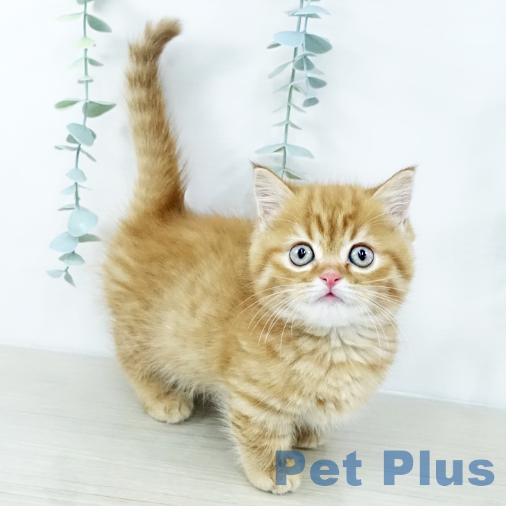 宮城県のマンチカン (ペットプラス 名取店/2025年10月30日生まれ/男の子/レッドタビー)の子猫の1枚目の画像