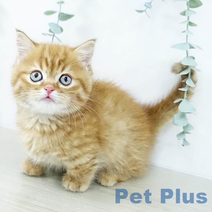 宮城県のマンチカン (ペットプラス 名取店/2025年10月30日生まれ/男の子/レッドタビー)の子猫の2枚目の画像