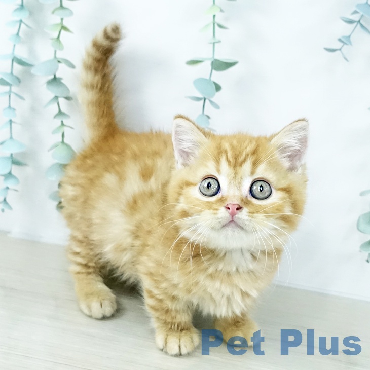 東京都のマンチカン (ペットプラス アクアシティお台場店/2025年10月30日生まれ/男の子/レッドタビー)の子猫の1枚目の画像