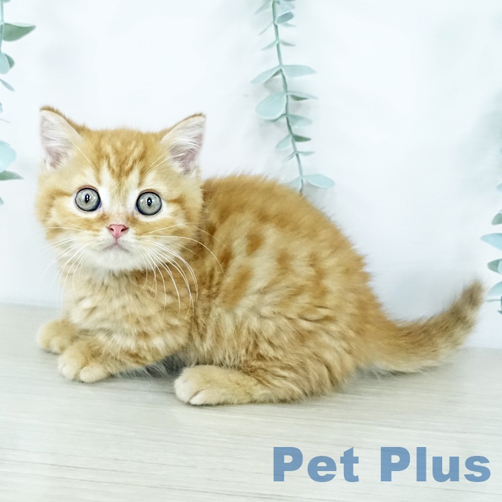 東京都のマンチカン (ペットプラス アクアシティお台場店/2025年10月30日生まれ/男の子/レッドタビー)の子猫の2枚目の画像