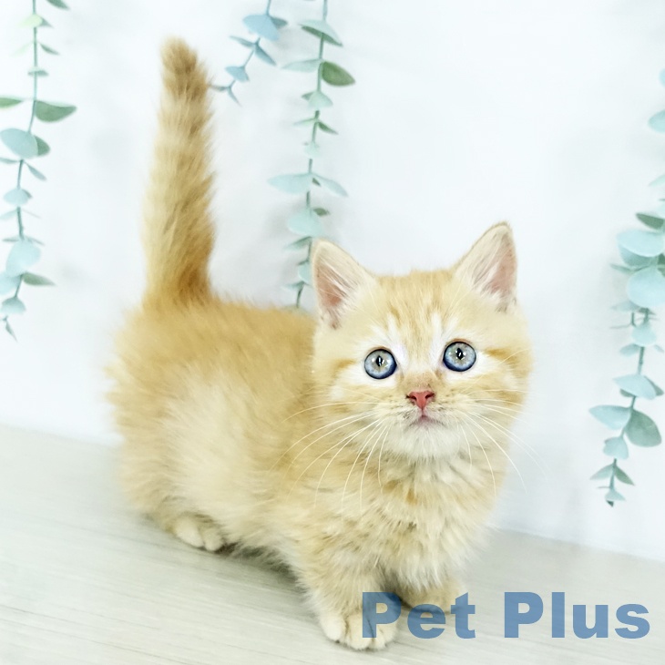 宮城県のマンチカン (ペットプラス 仙台上杉店/2025年10月30日生まれ/男の子/レッドタビー)の子猫の1枚目の画像