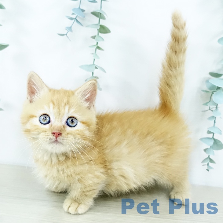 宮城県のマンチカン (ペットプラス 仙台上杉店/2025年10月30日生まれ/男の子/レッドタビー)の子猫の2枚目の画像