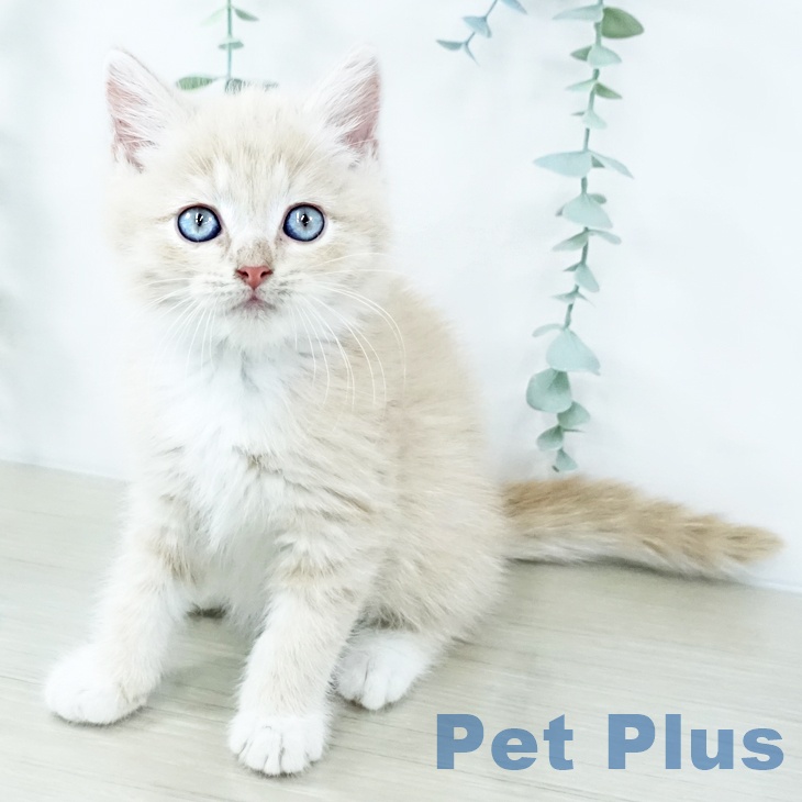 埼玉県のマンチカン (ペットプラス 浦和美園店/2025年10月30日生まれ/男の子/クリームタビーホワイト)の子猫の1枚目の画像