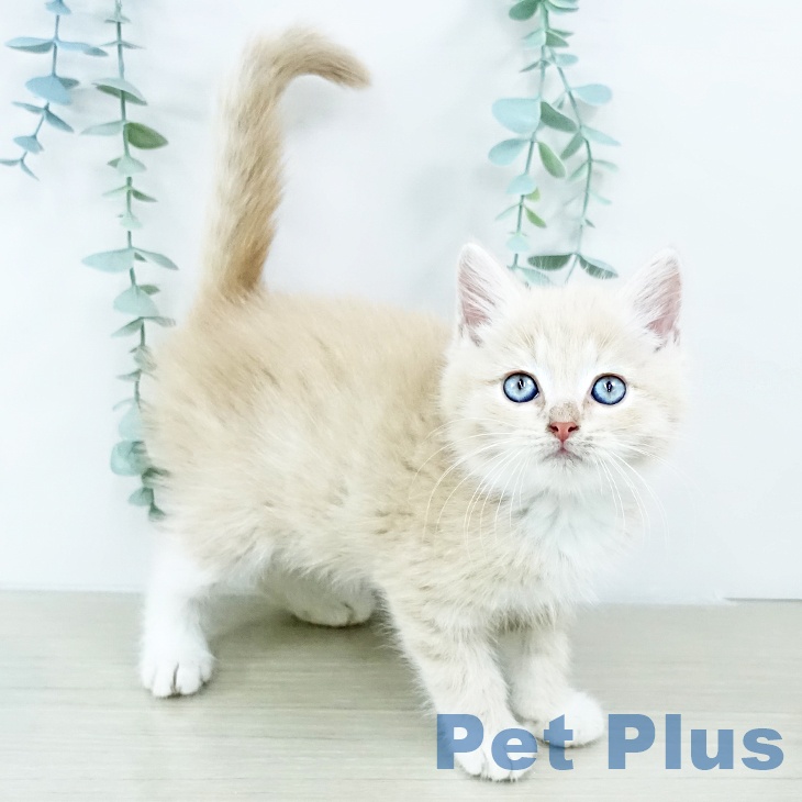 埼玉県のマンチカン (ペットプラス 浦和美園店/2025年10月30日生まれ/男の子/クリームタビーホワイト)の子猫の2枚目の画像