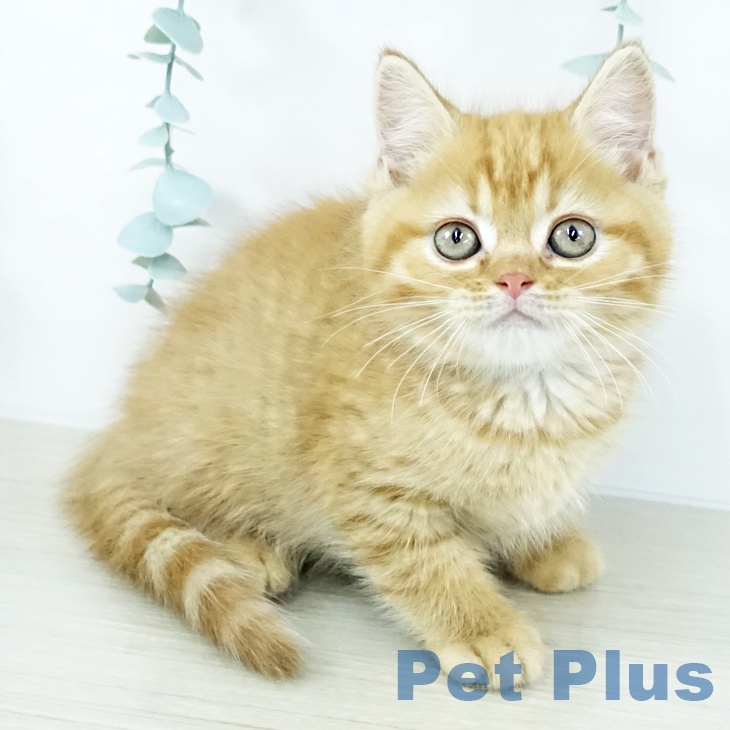 埼玉県のマンチカン (ペットプラス 川口店/2025年10月30日生まれ/男の子/レッドタビー)の子猫の1枚目の画像