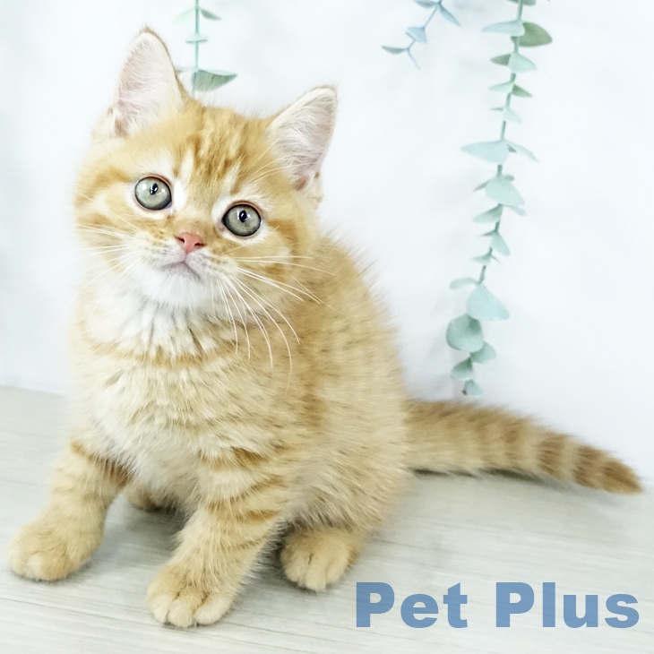 埼玉県のマンチカン (ペットプラス 川口店/2025年10月30日生まれ/男の子/レッドタビー)の子猫の2枚目の画像