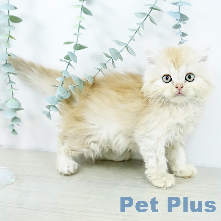 埼玉県のマンチカン (ペットプラス 川口店/2025年10月30日生まれ/女の子/クリームタビーホワイト)の子猫の1枚目の画像